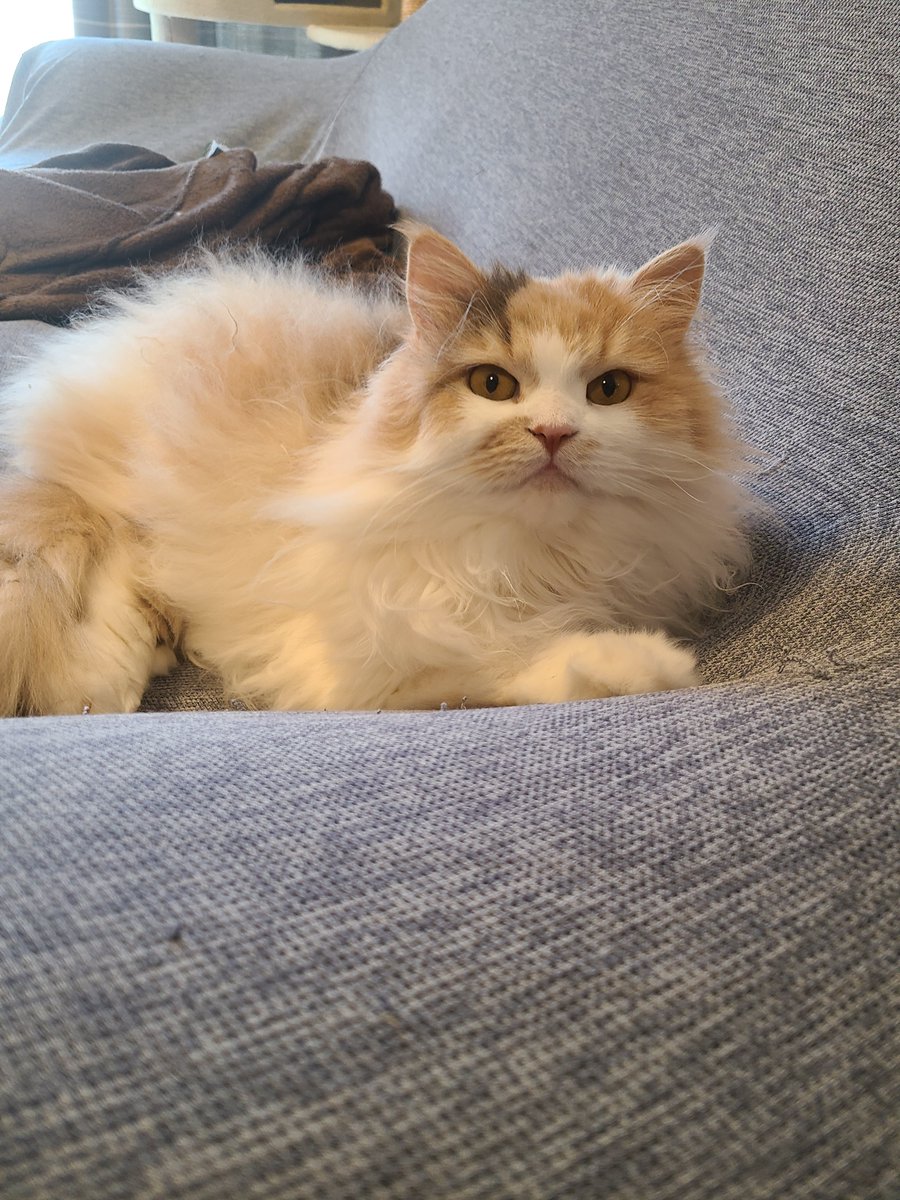 ソファお気に入り
#猫のいる暮らし #猫のいる幸せ