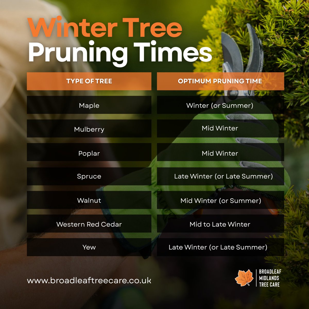 BMTCArborists's tweet image. Final reminder: winter pruning slots are closing soon. Reach out today to reserve your place. Immediate booking is strongly advised.

#BookToday #GetQuote #WinterPruning #TreeCare #BroadleafMidlands