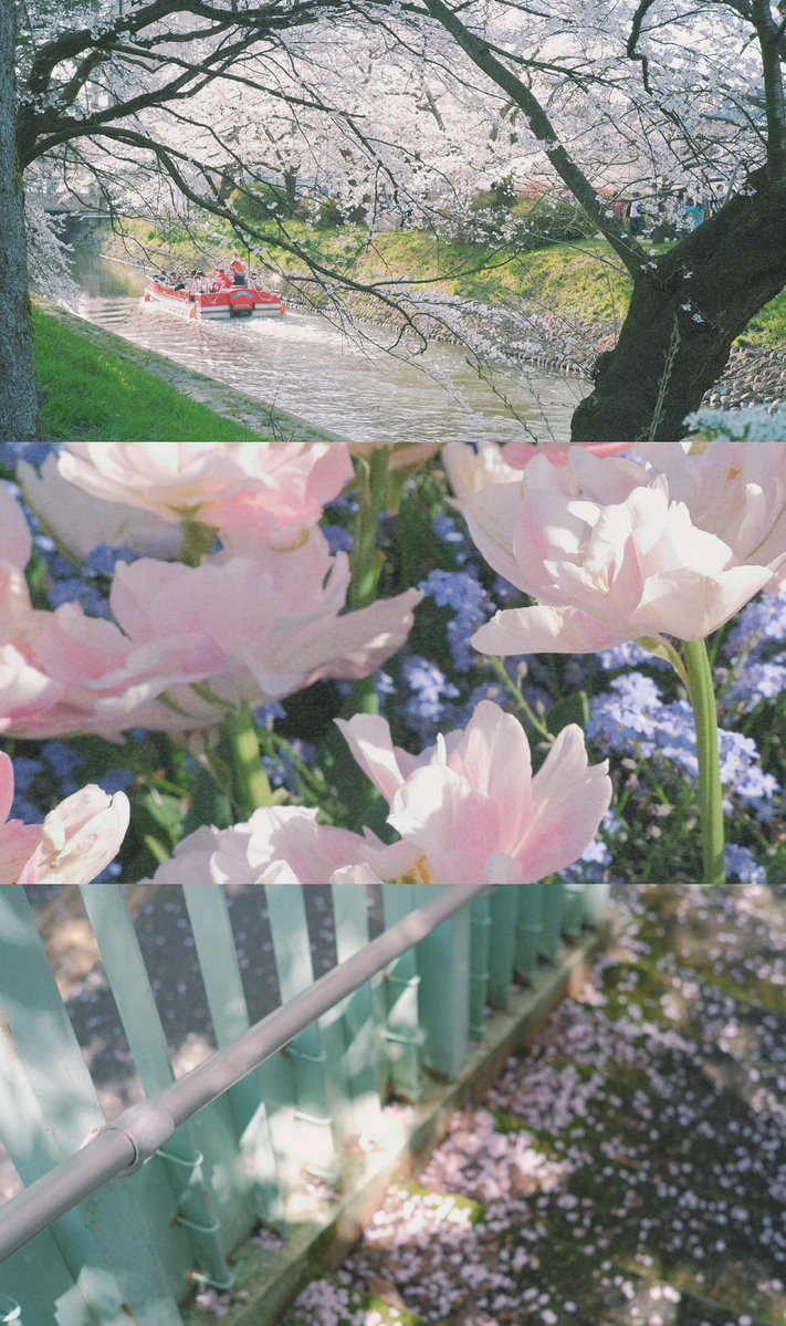 sui_3mg's tweet image. タップすると春溢れます