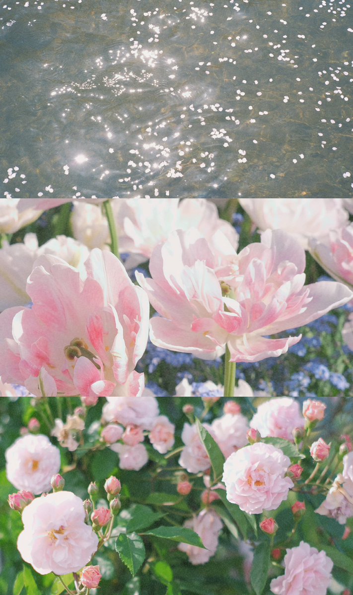 sui_3mg's tweet image. タップすると春溢れます