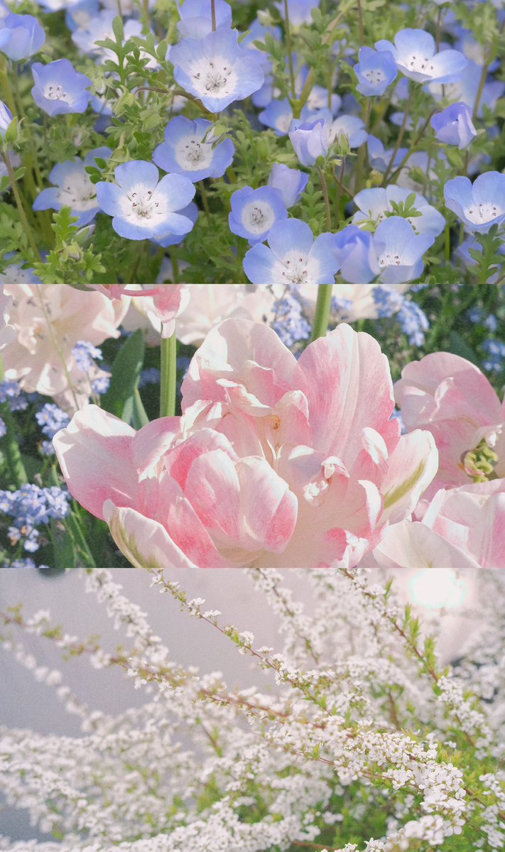 sui_3mg's tweet image. タップすると春溢れます