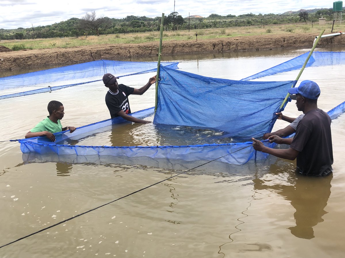 Why aquaculture is gaining ground among farmers in Zimbabwe
dandc.eu/en/article/dro…