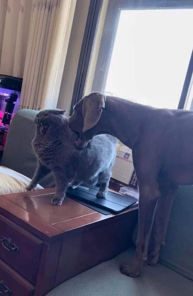 Beckett 貝奇塔🐕 tweet media