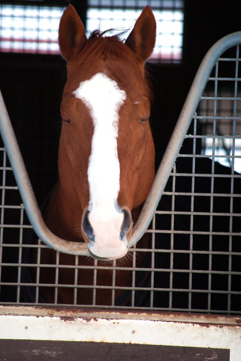 狩蘆(ｶﾘｮｰｼｬ)@🐴写真垢 tweet media