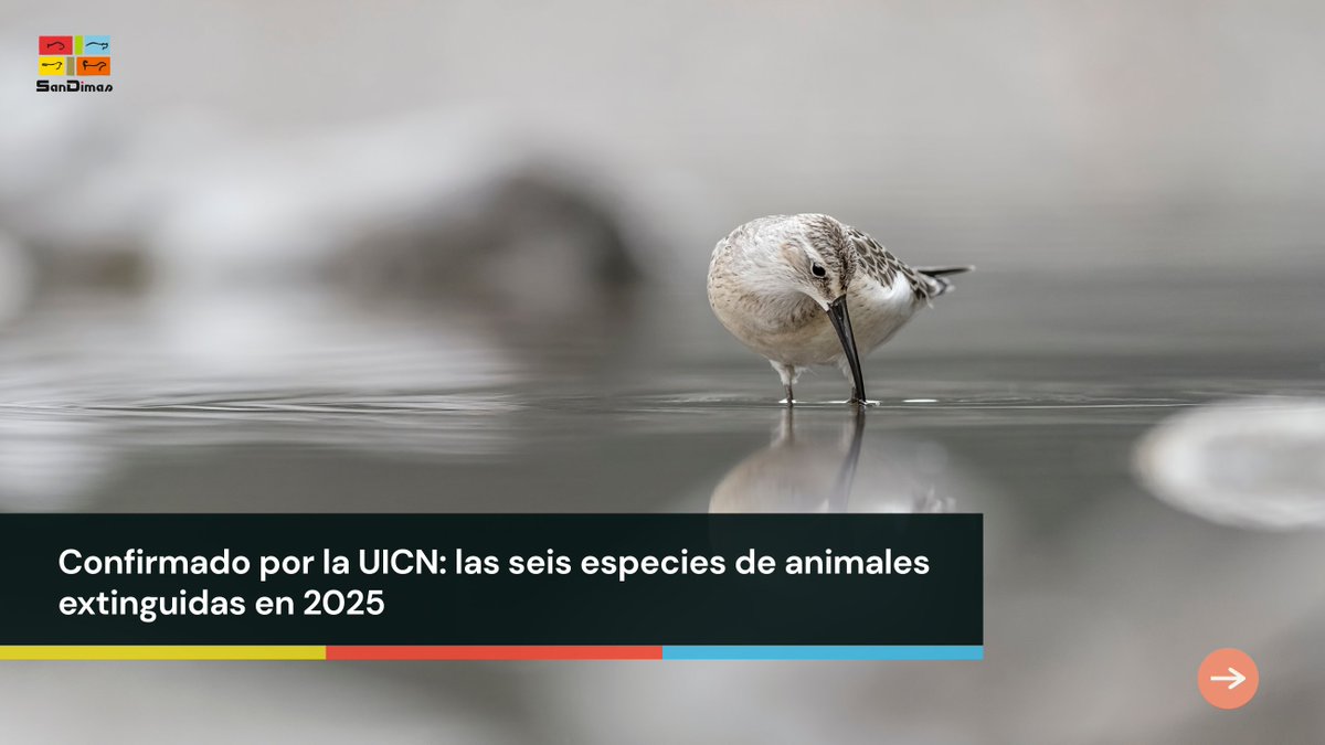 ⚠️🌍 La UICN registra 6 especies oficialmente extintas

Entre ellas, el zarapito fino, la musaraña de la Isla Christmas y varios marsupiales australianos. La crisis de biodiversidad continúa. 

📰 20minutos.es/ciencia/confir…

#sandimas #noticias #últimahora #noticiasanimales