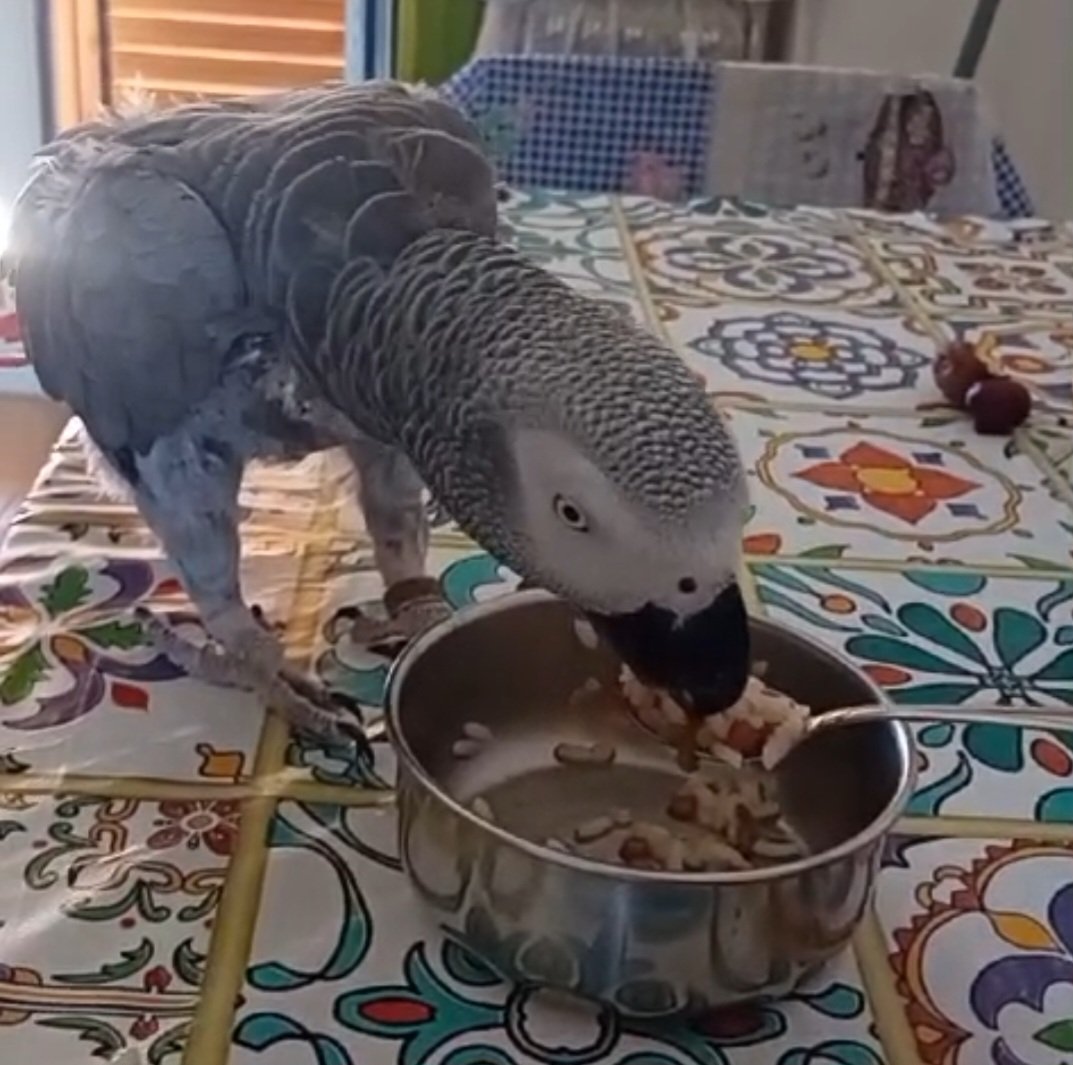 Toto' adora il riso😆😆😆😆.
Buon lunedi uggioso ovunque Voi siate☕️