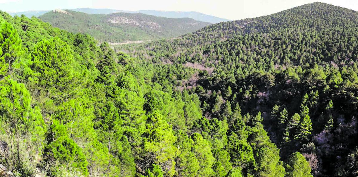 Comenzamos la semana con #biomasa y #redesdecalor. En este artículo explican cómo se utiliza la #biomasaforestal con fines energéticos y qué son las redes de calor... acortar.link/FeX4jh