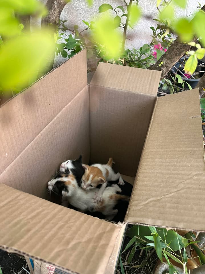 🏡 หาบ้านให้น้องแมว 🏡 (ฝากประกาศ)
น้อง4ตัวเพศยังไม่ทราบค่ะ น่าจะพันธุ์ไทย อายุน่าจะประมาณ2-3 อาทิตย์
พิกัด : เจริญกรุง76/1
เบอร์ติดต่อเจ้าของเคส : 0806679323
มีคนนำมาปล่อยไว้ใต้หอค่ะแล้วทางนิติไม่ให้ดูแลใต้ตึกเขาเอาออกมาทิ้งไว้ข้างๆตึกซึ่งมีหมาประจำซอยเดินผ่านไปผ่านมาค่ะ