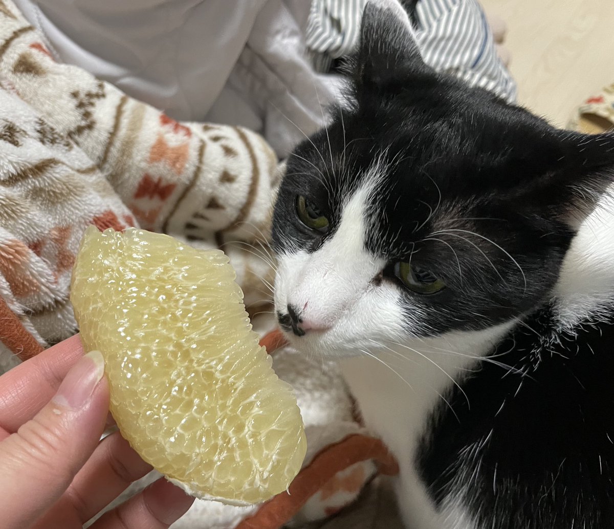 直産市で買ったポメロっていう巨大な柑橘 皮は剥きやすいし果実は