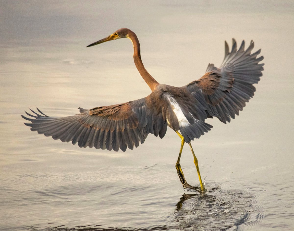 CJMaitland1's tweet photo. enjoying the water
#BirdOfTheDay #Paddling #clapperrail #greategret #tricoloredheron #semipalmatedplover #birds #surfcitync #nature #photography https://t.co/b4E5BTGnEC