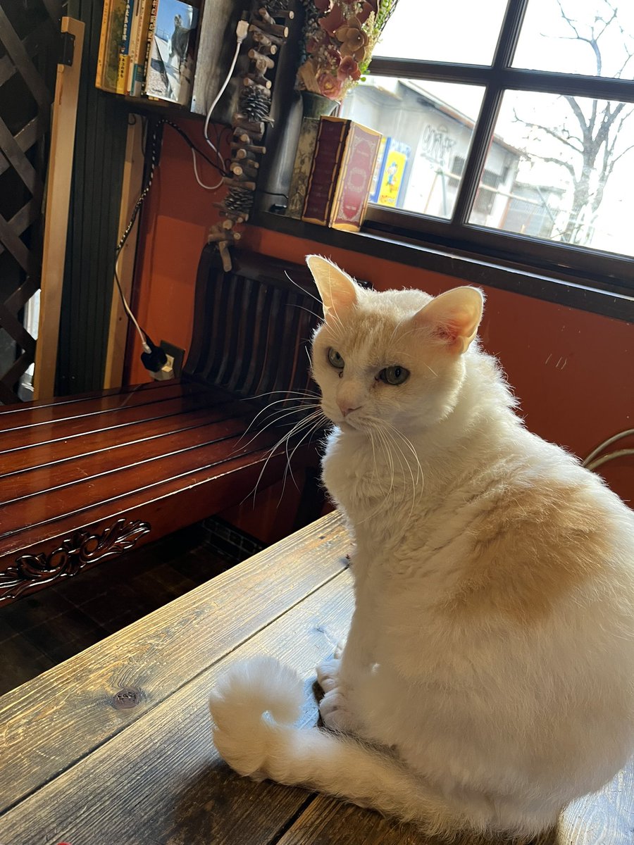 猫 RT @yaaaa208: 熱々で美味しかった🍝チョコも最高🤎 皆可愛くて、大阪