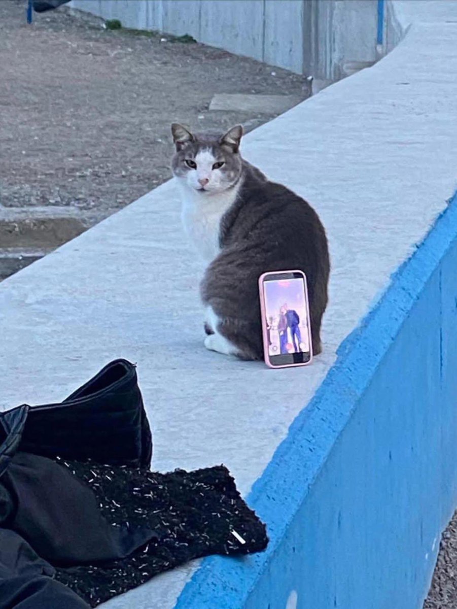 터키인 커플이 고양이를 삼각대로 사용했다고…😂