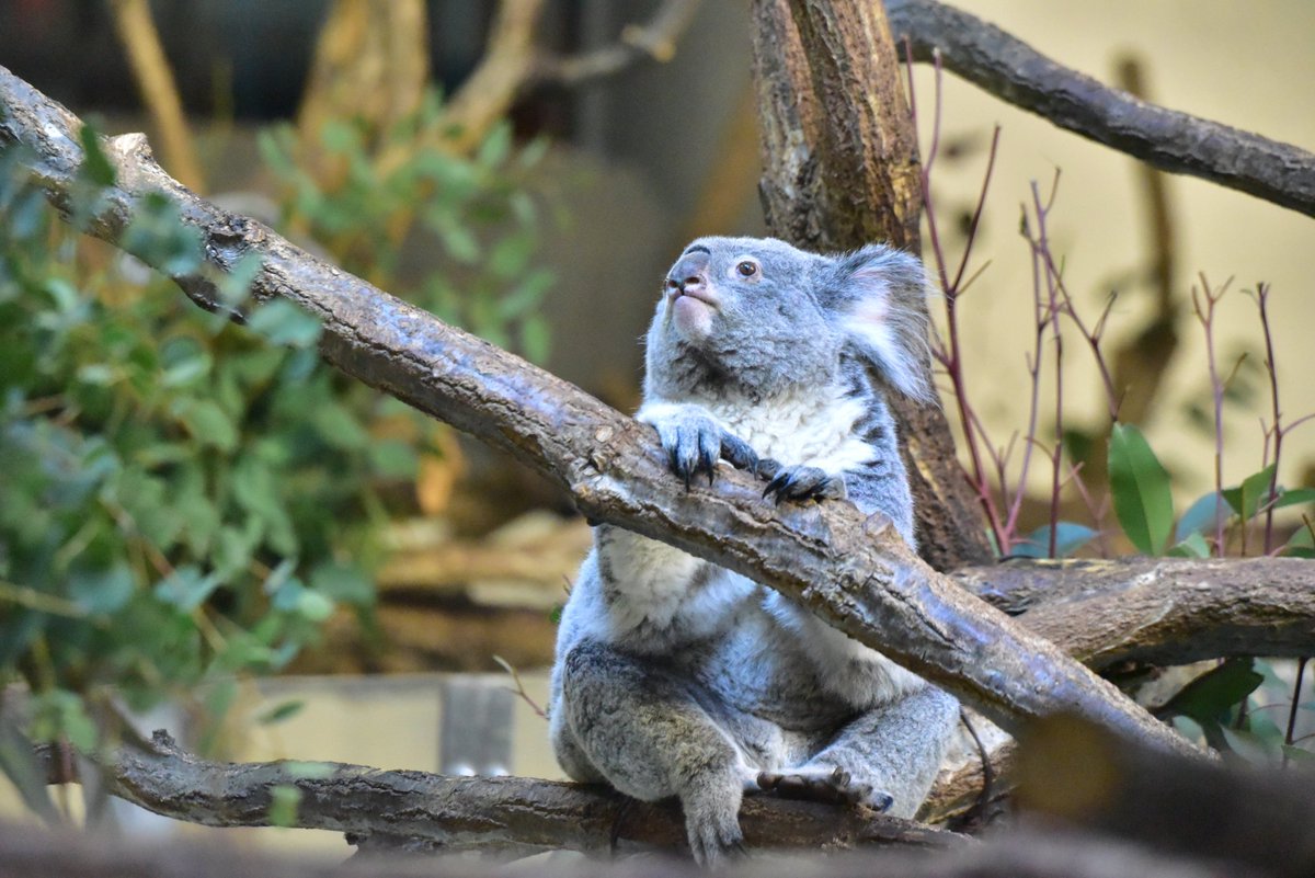 座り方がかわいい きららちゃん🐨 #多摩動物公園 #コアラ 202601