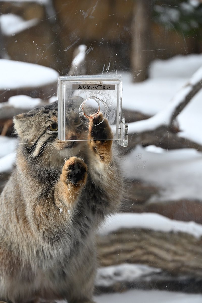 しっぽう (@highzie) / Posts / X