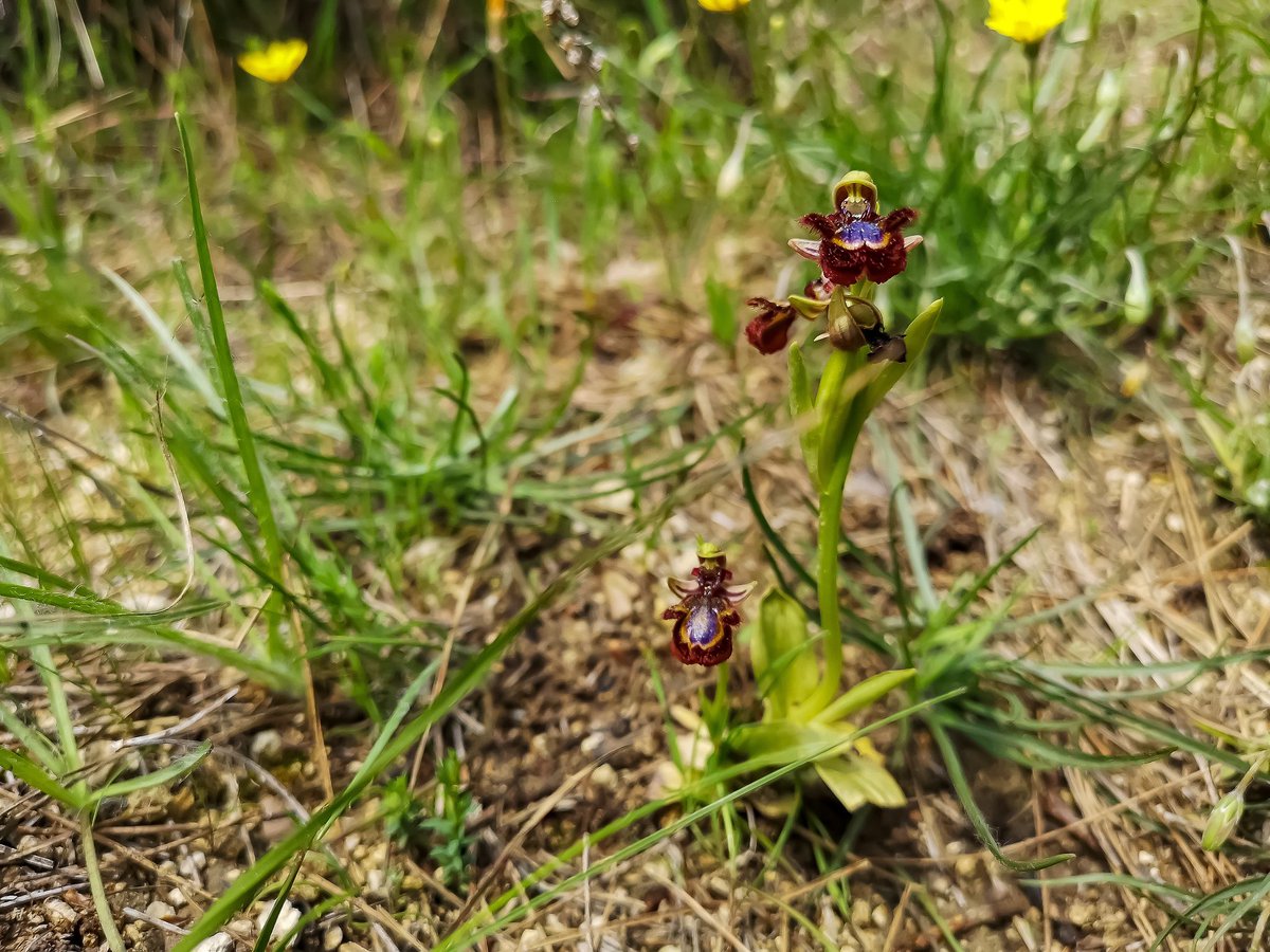 Last year, bee orchid was recorded flowering again at TVP for the first time in several years alongside a surge in wildflowers like ox-eye daisy, bird’s-foot trefoil and purple loosestrife.
Careful meadow management and a warmer growing season helped our wildflower areas thrive!