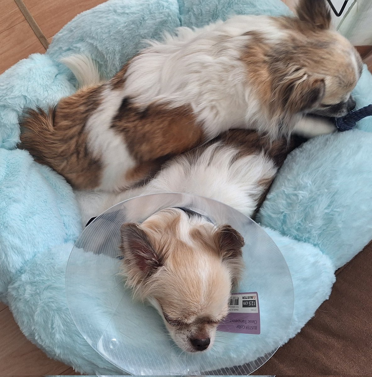 genericangel3's tweet photo. 弟ワンコに乗る姉ワンコ🐶💕

気にせずに寝る弟ワンコ🐶💕

穏やかな夜を🤭💕
#チワワ https://t.co/8nRoCK6dQH