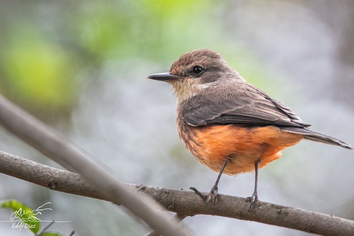bioeddy's tweet photo. Sufra, joven. Viene más calor todavía...
#birdphotography #birdwatching #naturephotography #fotografiadenaturaleza #fotografia #ThePhotoHour https://t.co/5KUVftpD6O
