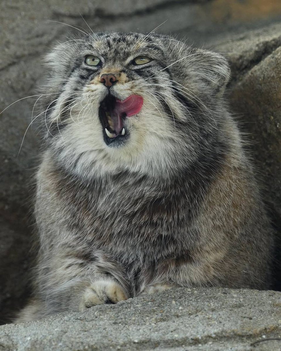 Daily Manul tweet media