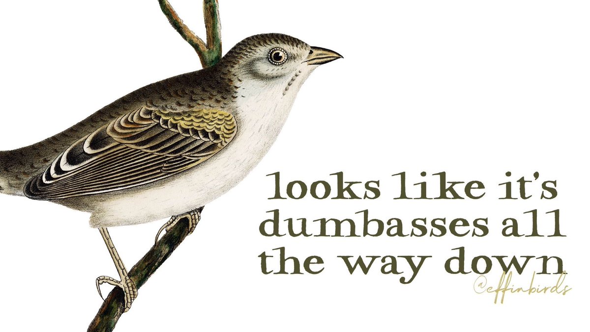 Effin' Birds (@effinbirds) on Twitter photo 