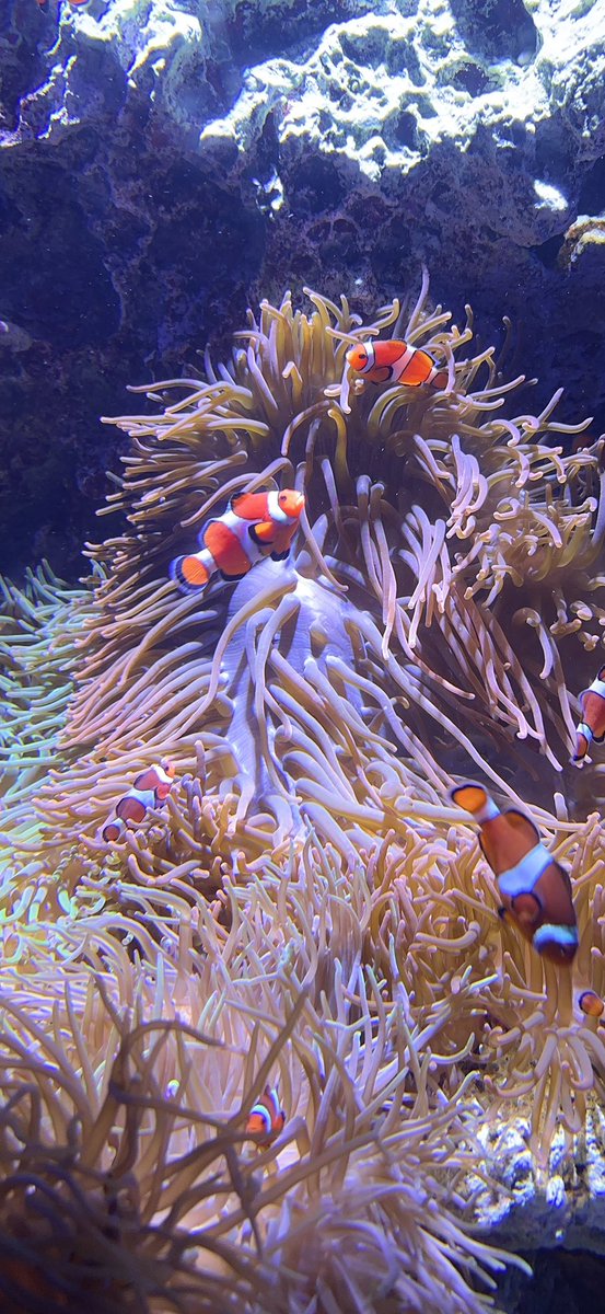 やな太郎 /•᷅•᷄\੭ tweet media