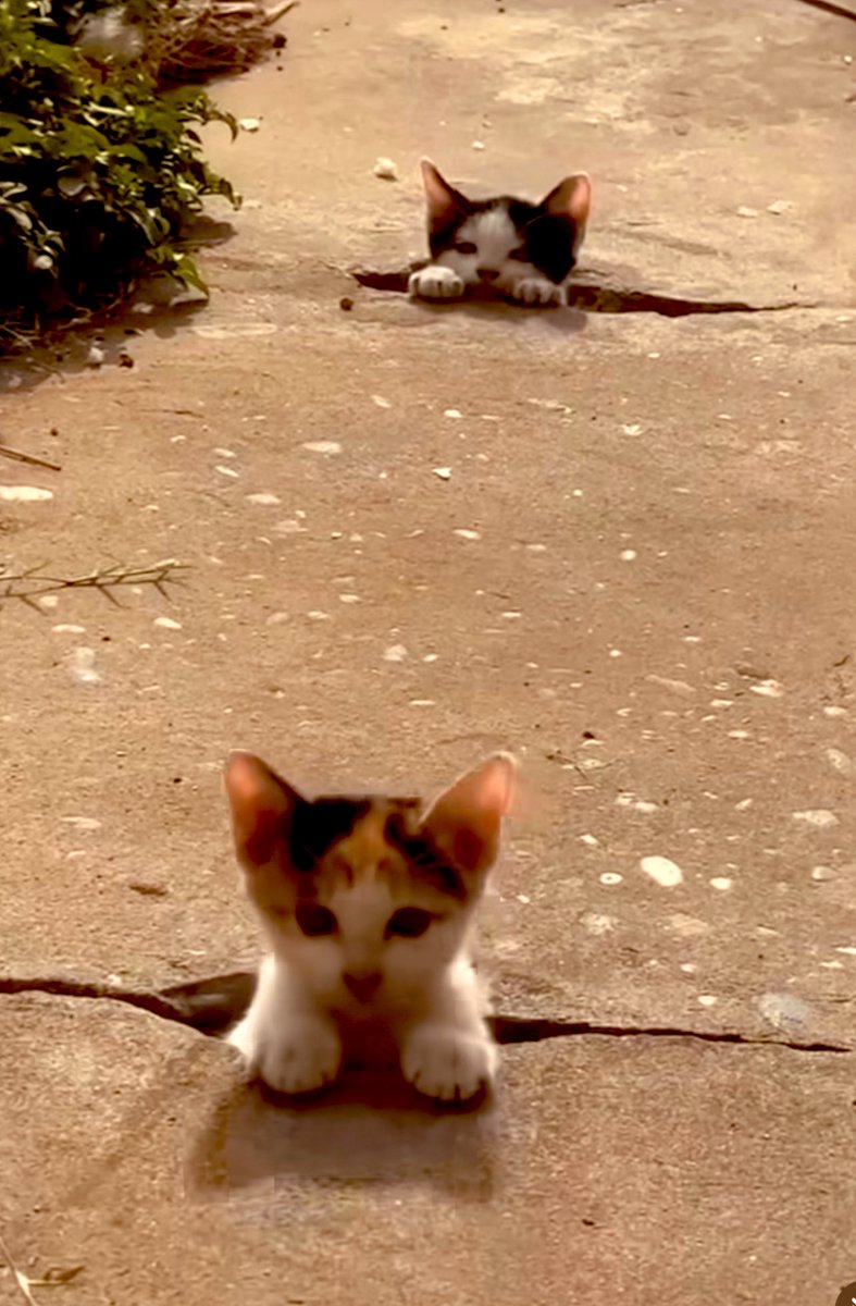 Black Cat commandoes reporting to #RepublicDay duty 😍