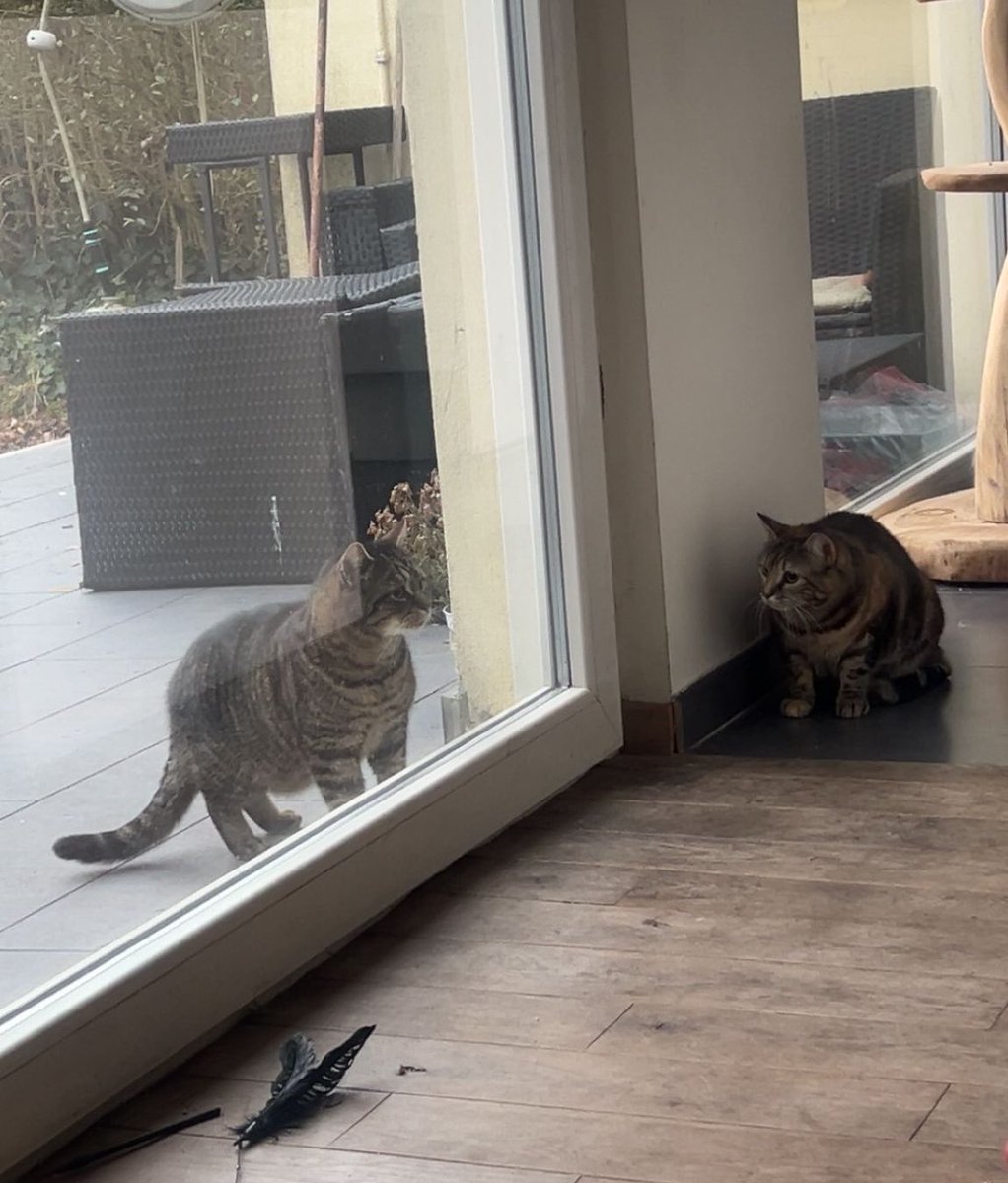 nola ❤️ ginger tweet media