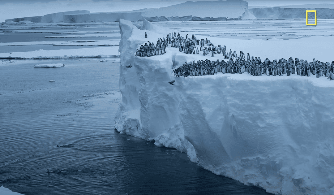 AntarcticaFun's tweet photo. There isn't just one famous $penguin in $antarctica there are many! Are you ready to take the leap? This is the place where it all begins for our famous penguin friends.

66Cd6ieCYM4PKi3swrmegCLzFKPWhJUV4SsiBY4Apump https://t.co/ATZHxXN9Im