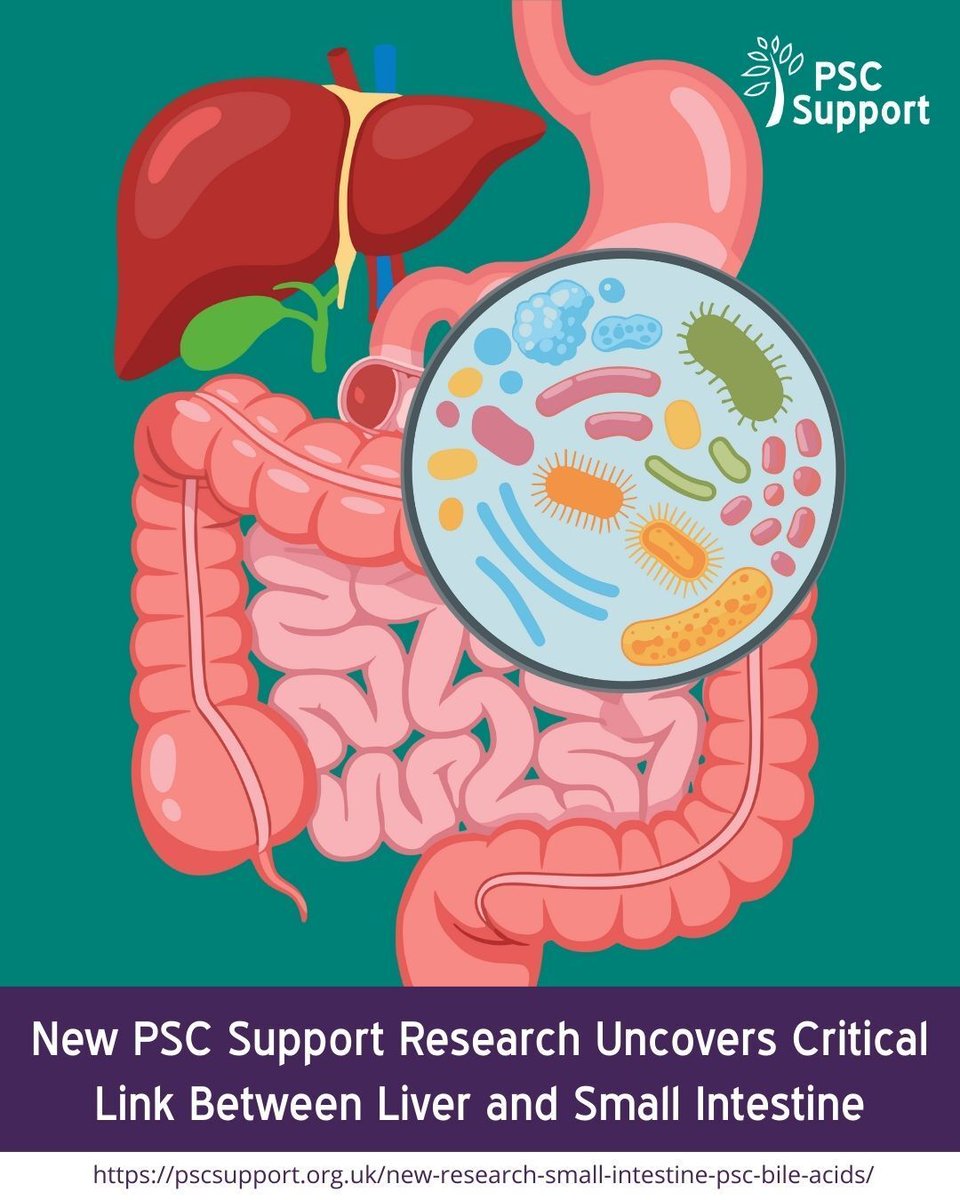 PSCSupportUK's tweet image. New #PSCSupport research finds high ALP associated with decreased protective genes in the small intestine in #PSC. This suggests the small intestine could be a key target for future treatments, perhaps via the #gutmicrobiome.
Full details:  buff.ly/TVpOLd2
#Mission2030