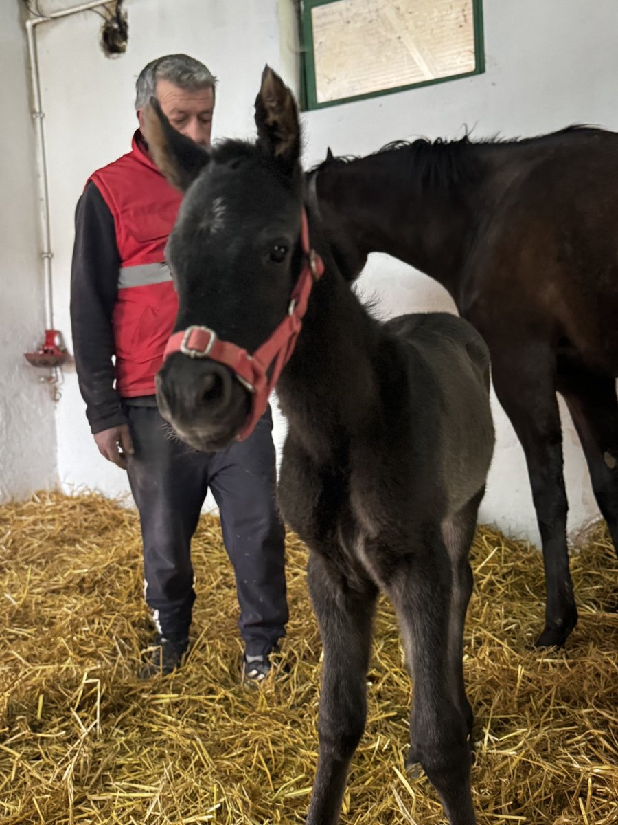ARIZONA’nın ülkemizde doğan ilk tayı kendisinin kopyası oldu…

ARIZONA x DAPHNE BLAKE by Torok
25.02.2026 Doru Dişi

Sağlıkla koş güzel kızım… 🧿🍀

<a href="/YigitStud/">YIGIT Stud</a> <a href="/ArizonaStallion/">ARIZONA by No Nay Never</a>