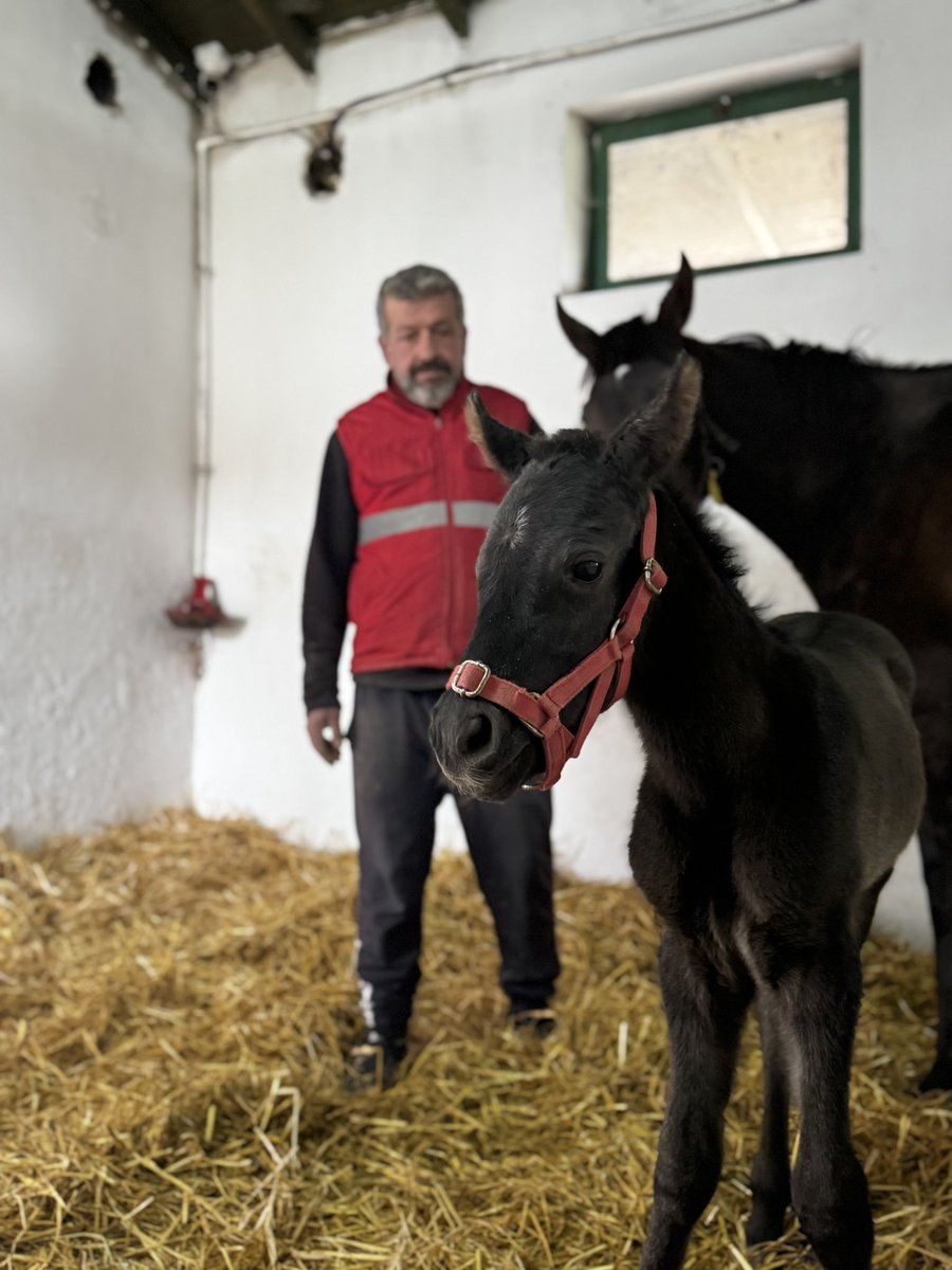 Refik Yiğit tweet media