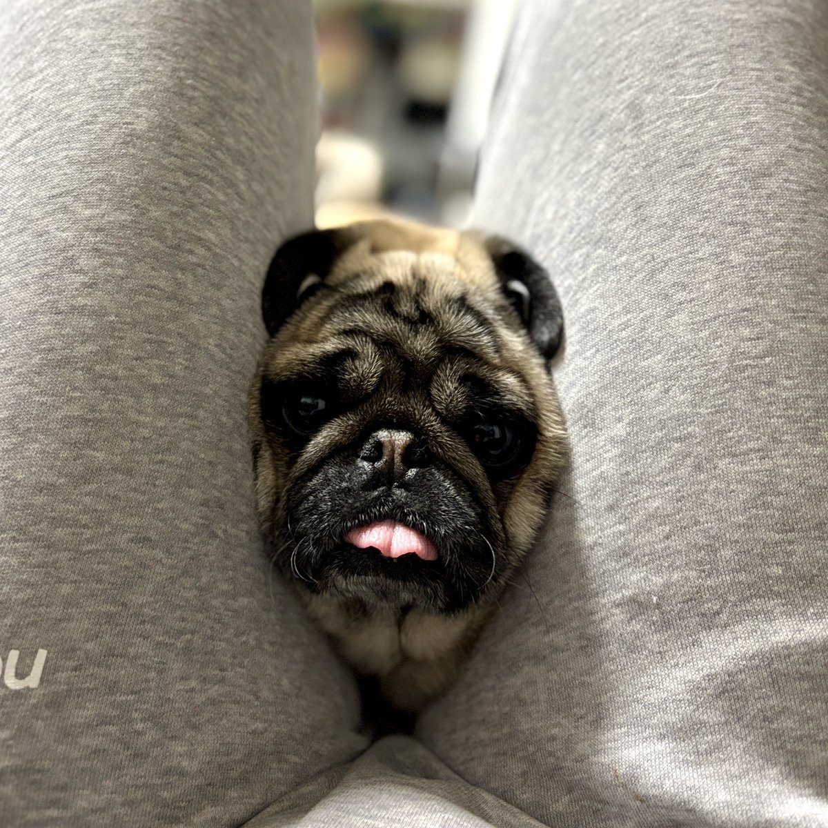 パグお(パグ愛好家) (@pug3ta) / Posts / X