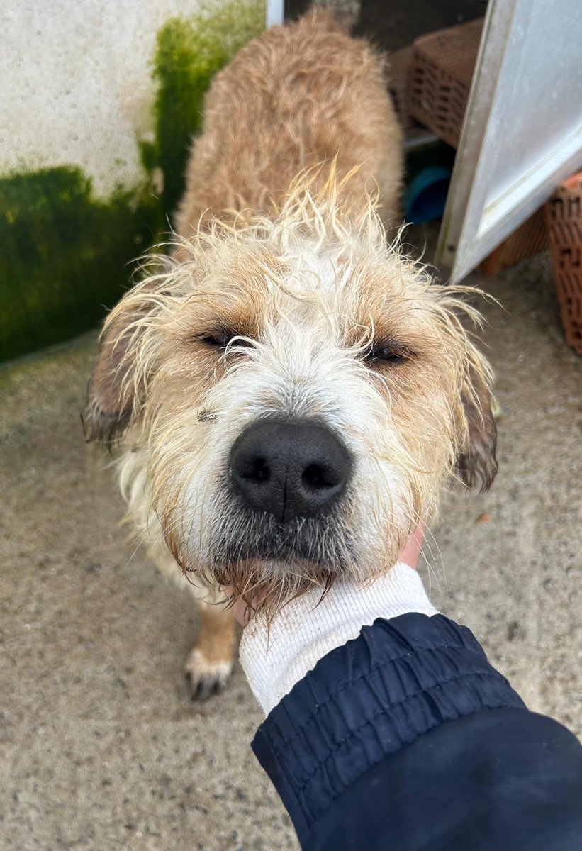Esperando que alguien se detenga frente a mi jaula y diga: "Él es el indicado". He visto a muchos amigos irse a casa mientras yo sigo aquí, moviendo la cola con la esperanza de ser el siguiente. No soy un cachorro, pero tengo todo el amor del mundo para dar.