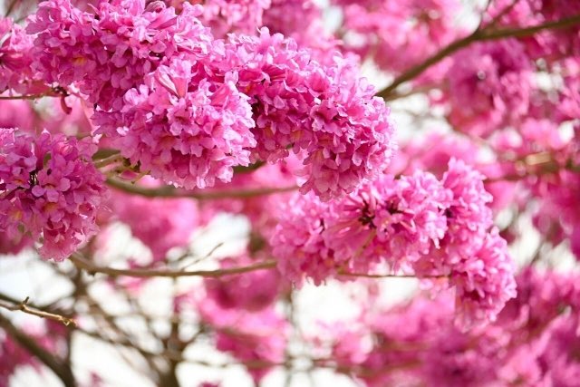 NadeemXu's tweet photo. What’s the name of the flower? https://t.co/MdD3ILEAWc