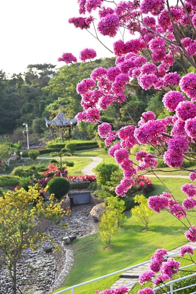 NadeemXu's tweet photo. What’s the name of the flower? https://t.co/MdD3ILEAWc