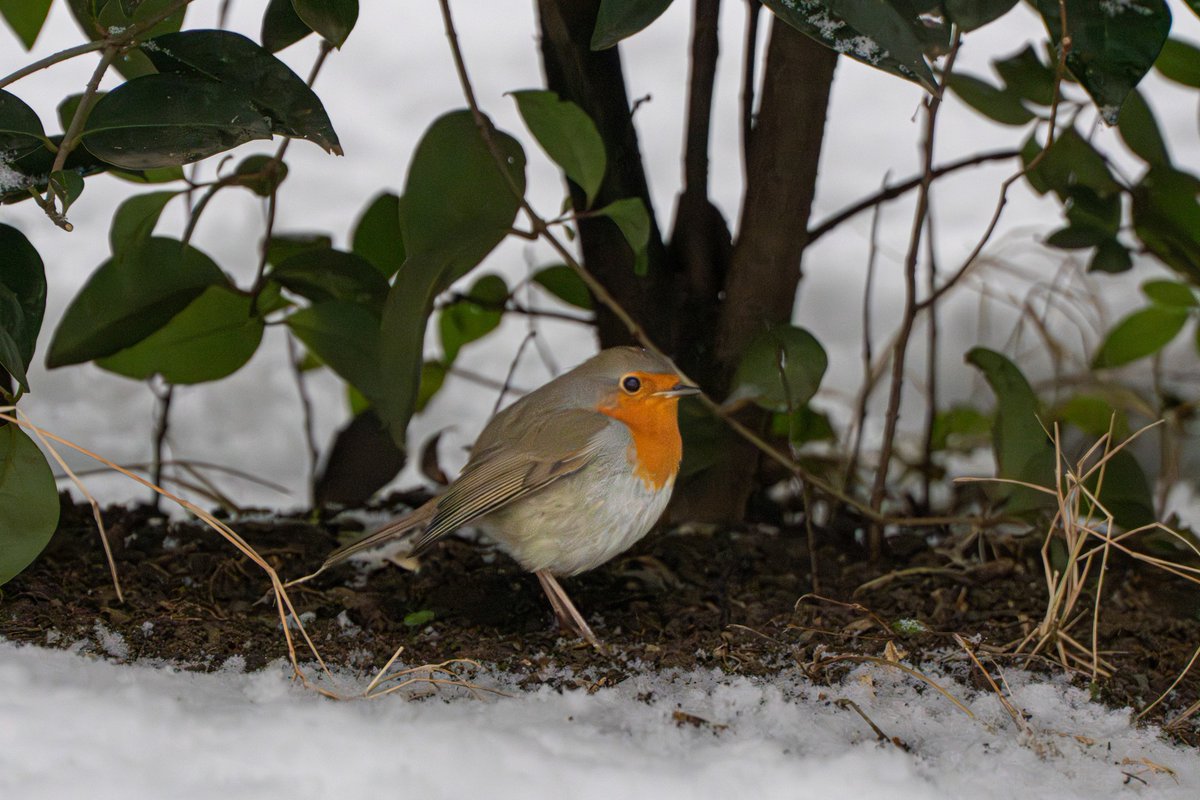 National Botanical Garden of Georgia tweet media