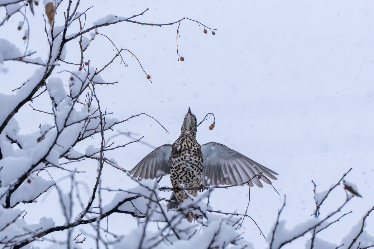 National Botanical Garden of Georgia tweet media