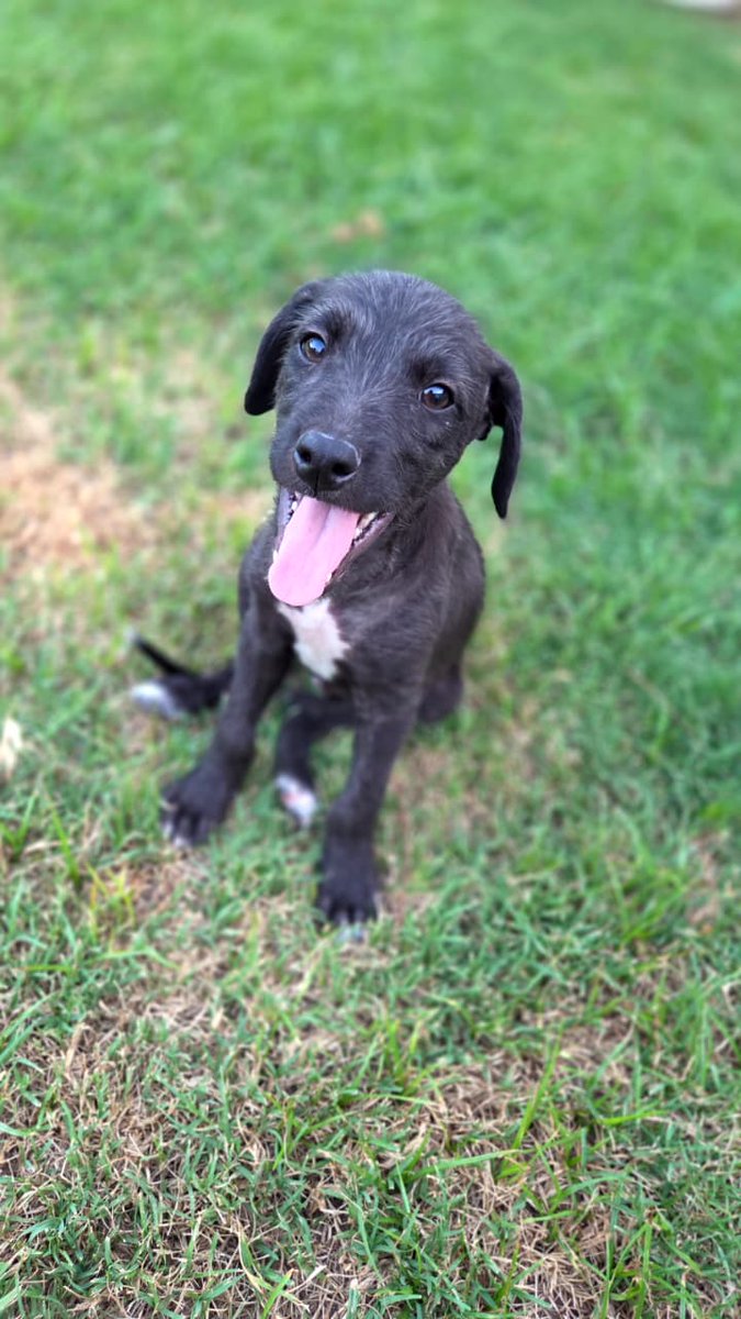 Estoy recontra preocupada porque NADIE pregunta para adoptar los pirañitas que quedan 💔😓 me ayudan con su difusión? Tienen 3 meses, desparasitación y vacunas al día. Conviven con gatos, perros y niños. Alegres y cariñosos. Son de prov de Santa Fe cerca de capital.