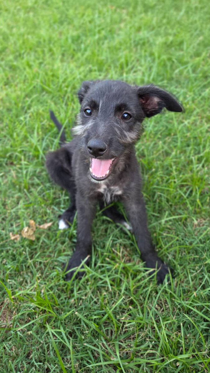 aaguvolpato's tweet image. Estoy recontra preocupada porque NADIE pregunta para adoptar los pirañitas que quedan 💔😓 me ayudan con su difusión? Tienen 3 meses, desparasitación y vacunas al día. Conviven con gatos, perros y niños. Alegres y cariñosos. Son de prov de Santa Fe cerca de capital.