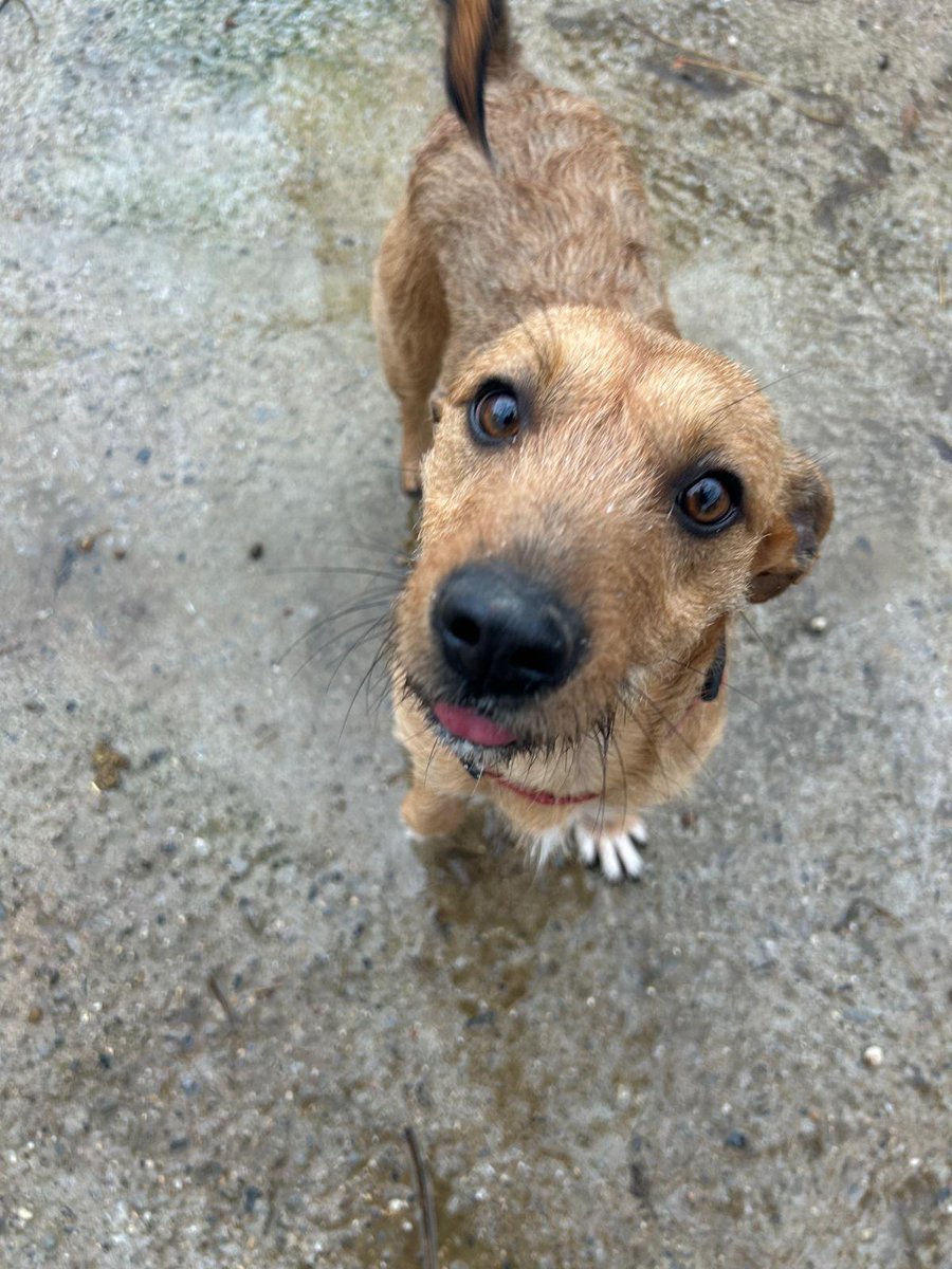 Han pasado los meses y aunque siempre nos recibe con una sonrisa y la cola en movimiento, nadie ha preguntado por ella. A veces parece que fuera invisible, pero nosotros sabemos que es un tesoro.
Canelita no busca lujos, solo la oportunidad de demostrar que es la mejor compañera.