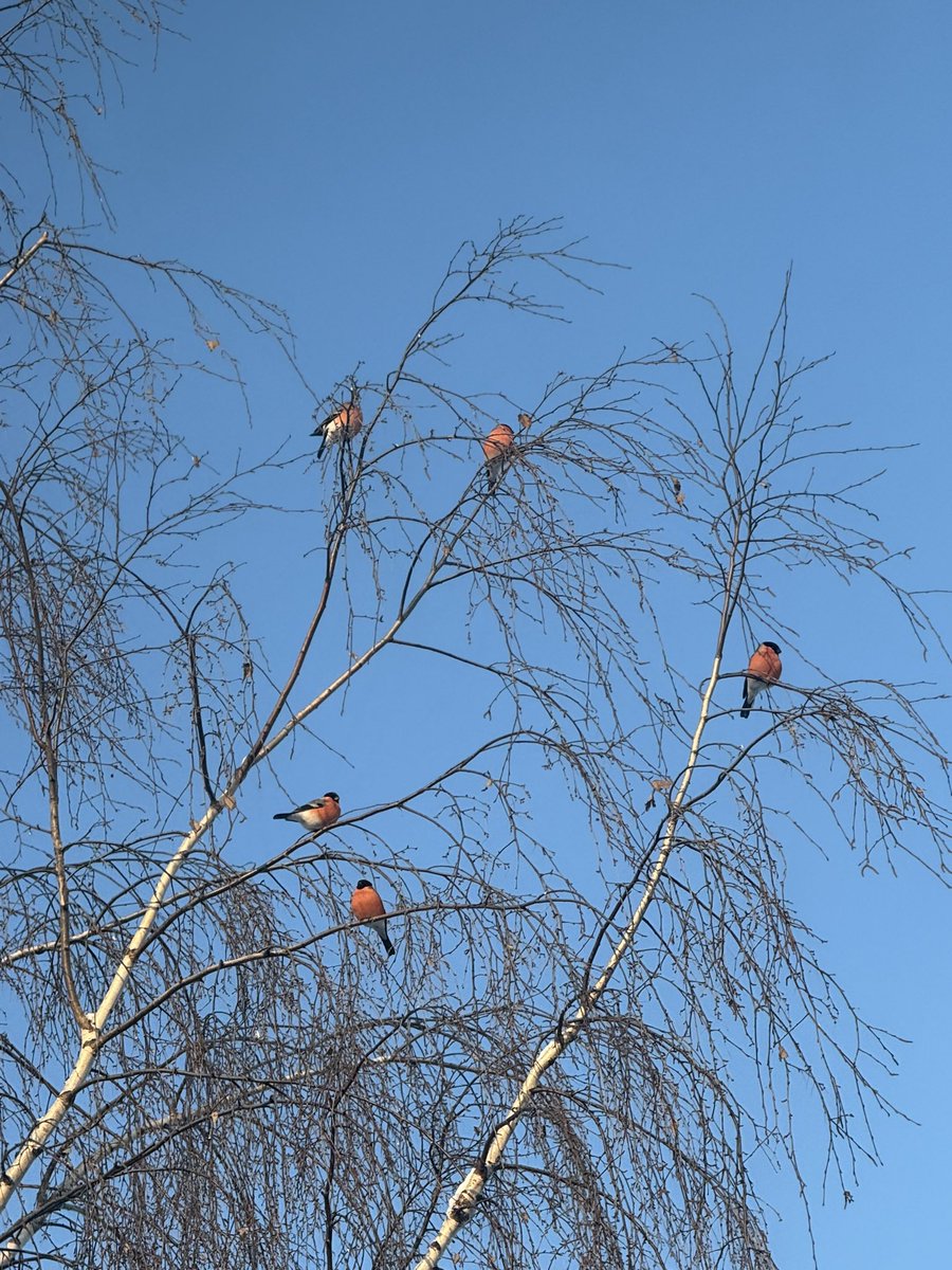 cognac à la menthe✨ tweet media