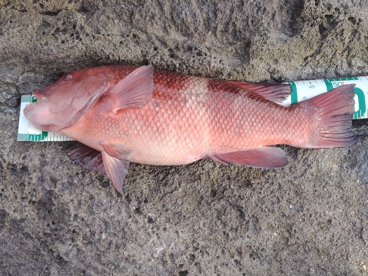 昼食べてから真鶴楽磯へ

やっと今シーズン初40up 46クチブト

おまけにカンダイ50up

満足したし、寒いので16*30終了

ヤリイカも行きたいが、寒さが…
