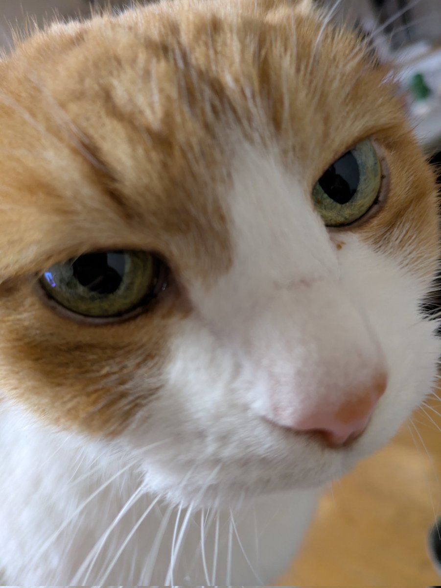 1118uma's tweet photo. 近いって🐱可愛い❤
#ねこかわいいね #ねこ 
#ネコ好き　#保護猫　#猫大好き　#猫との暮らし https://t.co/45YNY0pUPM