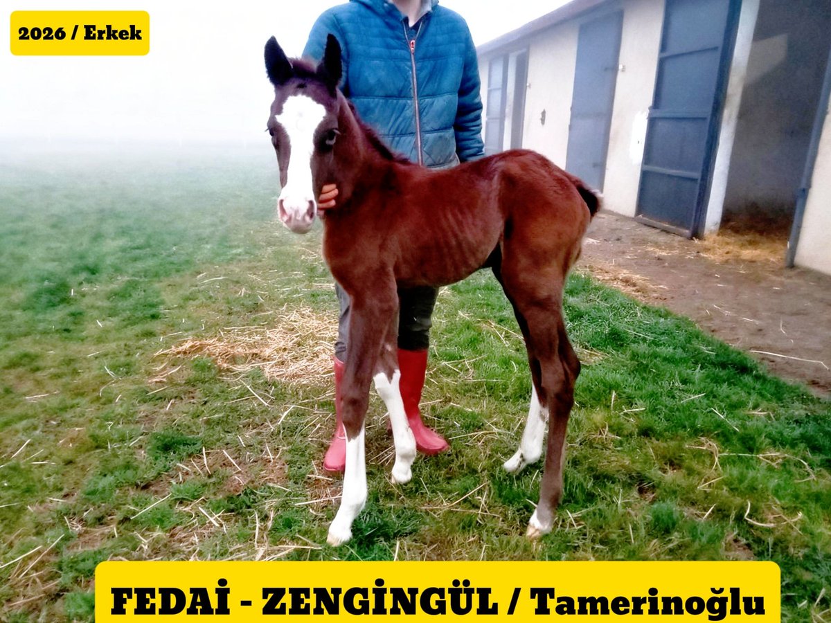 Geçtiğimiz yıl aşımlara başlayan FEDAİ'nin (Ayabakan) ilk tayı doğdu !

Bir çok üst düzey başarılar sağlamış bir soydan gelen Zengingül'den erkek olan tayın bahtı açık olması temennisiyle 🧿 

<a href="/erdenstud/">Erdenstud</a>