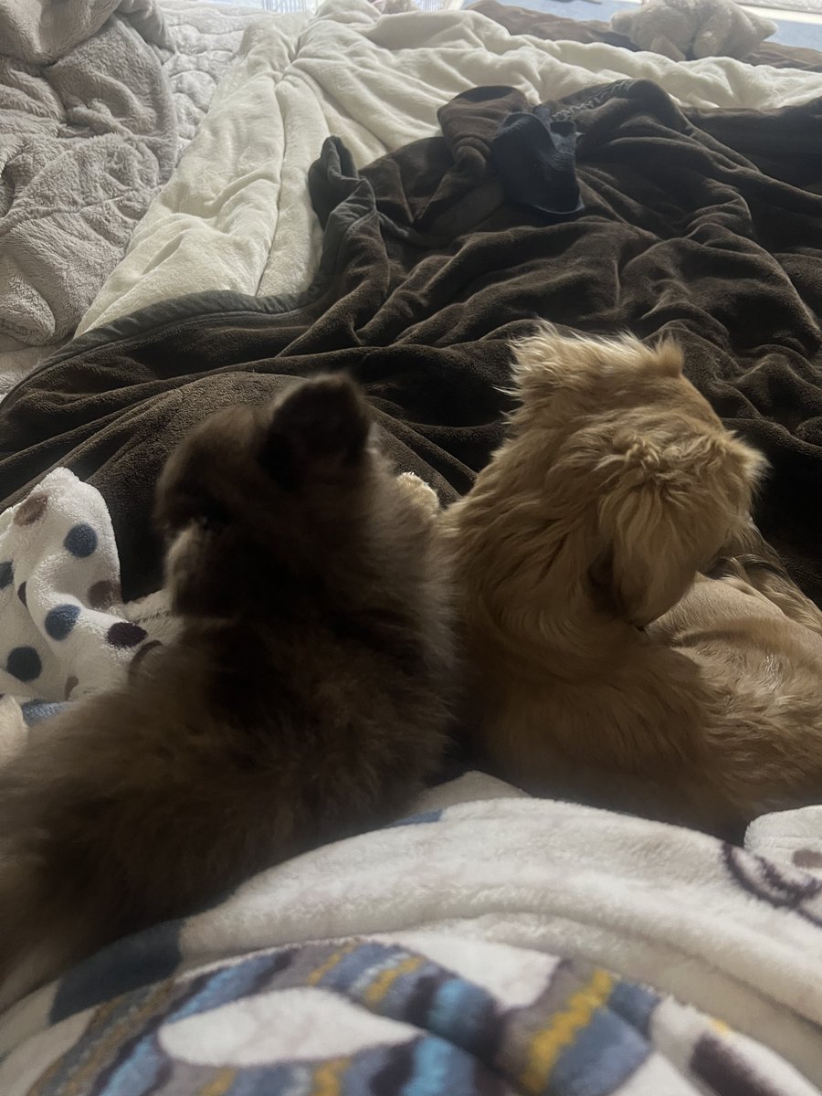 むぎむぎざうるす tweet media