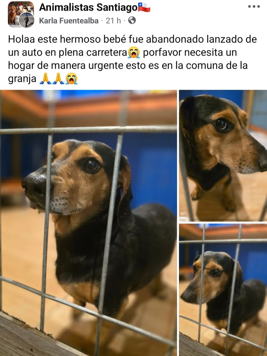 Salchichas_cl's tweet image. Salchi en #adopción en #LaGranja 
Favor RT