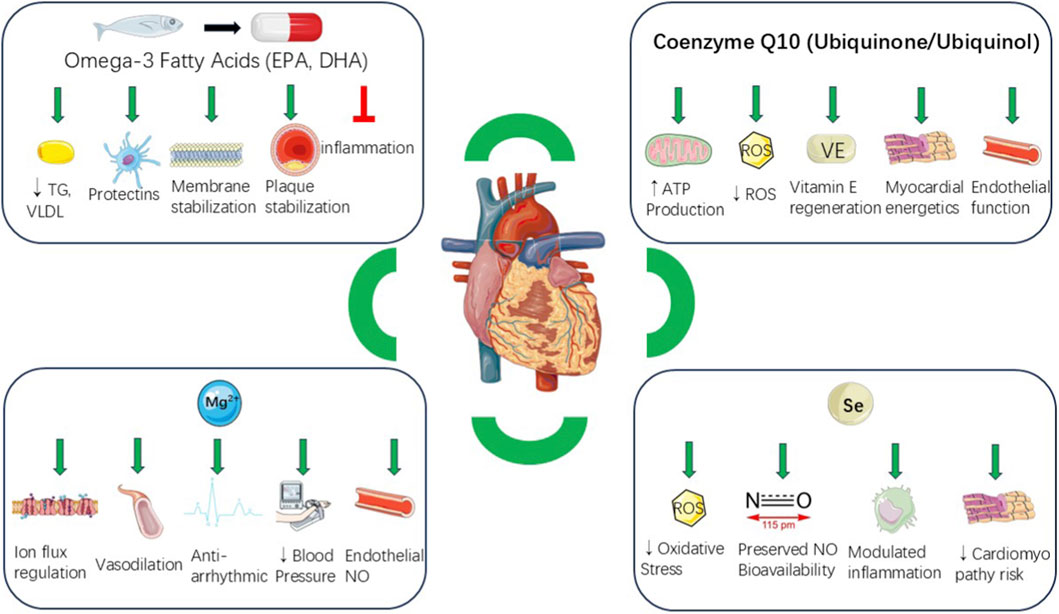 Advances in cardiovascular supplementation: mechanisms, efficacy, &amp; clinical perspectives

▶️This review synthesizes the current evidence on key supplements—including omega-3 fatty acids, coenzyme Q10 (CoQ10), magnesium, and selenium—evaluating their roles from biochemical,