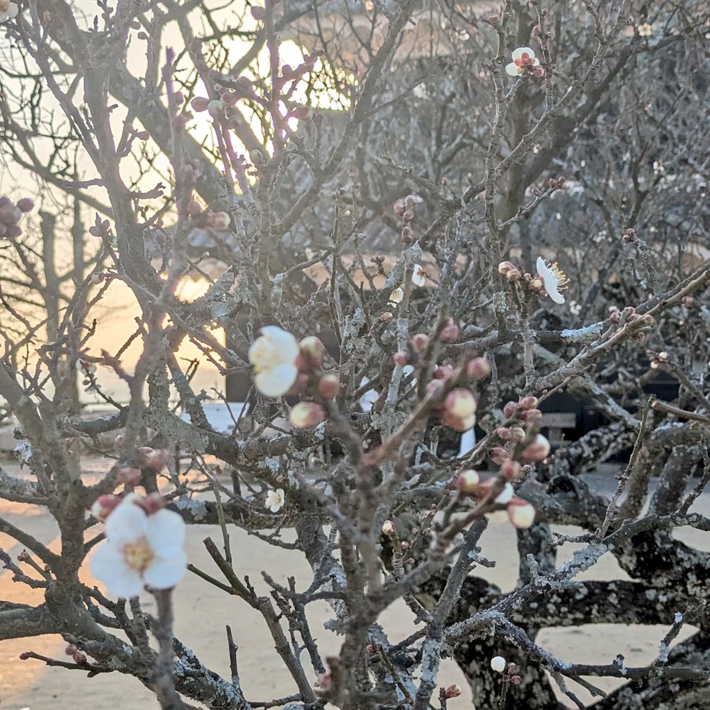 松山城の白梅も咲き始めました✨️