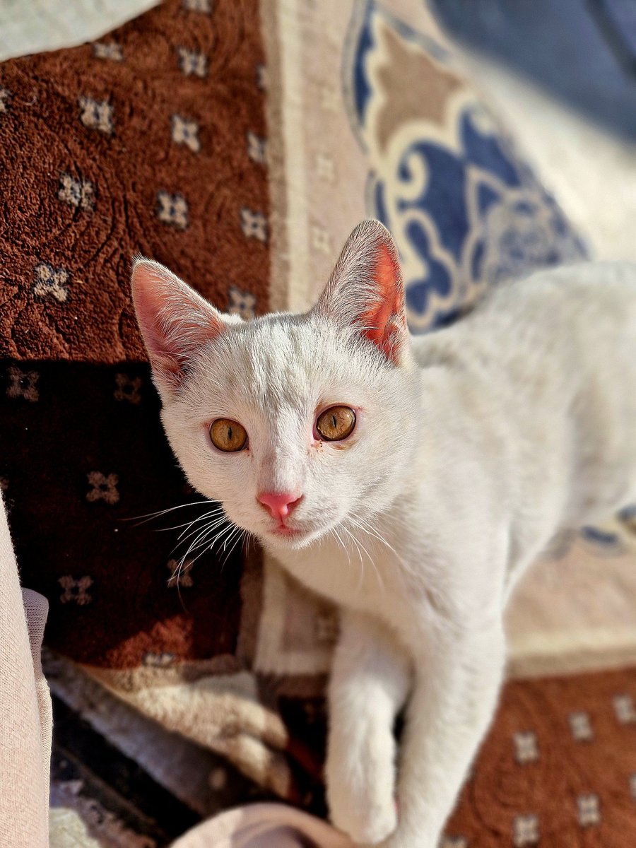 حَـوراء tweet media