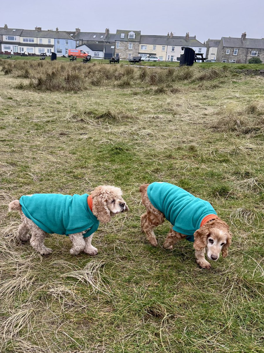 SpanielsSuper's tweet photo. Weโve got Teddy fleece lined Druridge Bay & @HueyandClive tipped the neck with Cambois in memory of Ronnie๐
They are fabulous, warm & cosy
#Supercomfy #WeLoveThem https://t.co/0kHnIvKOPZ
