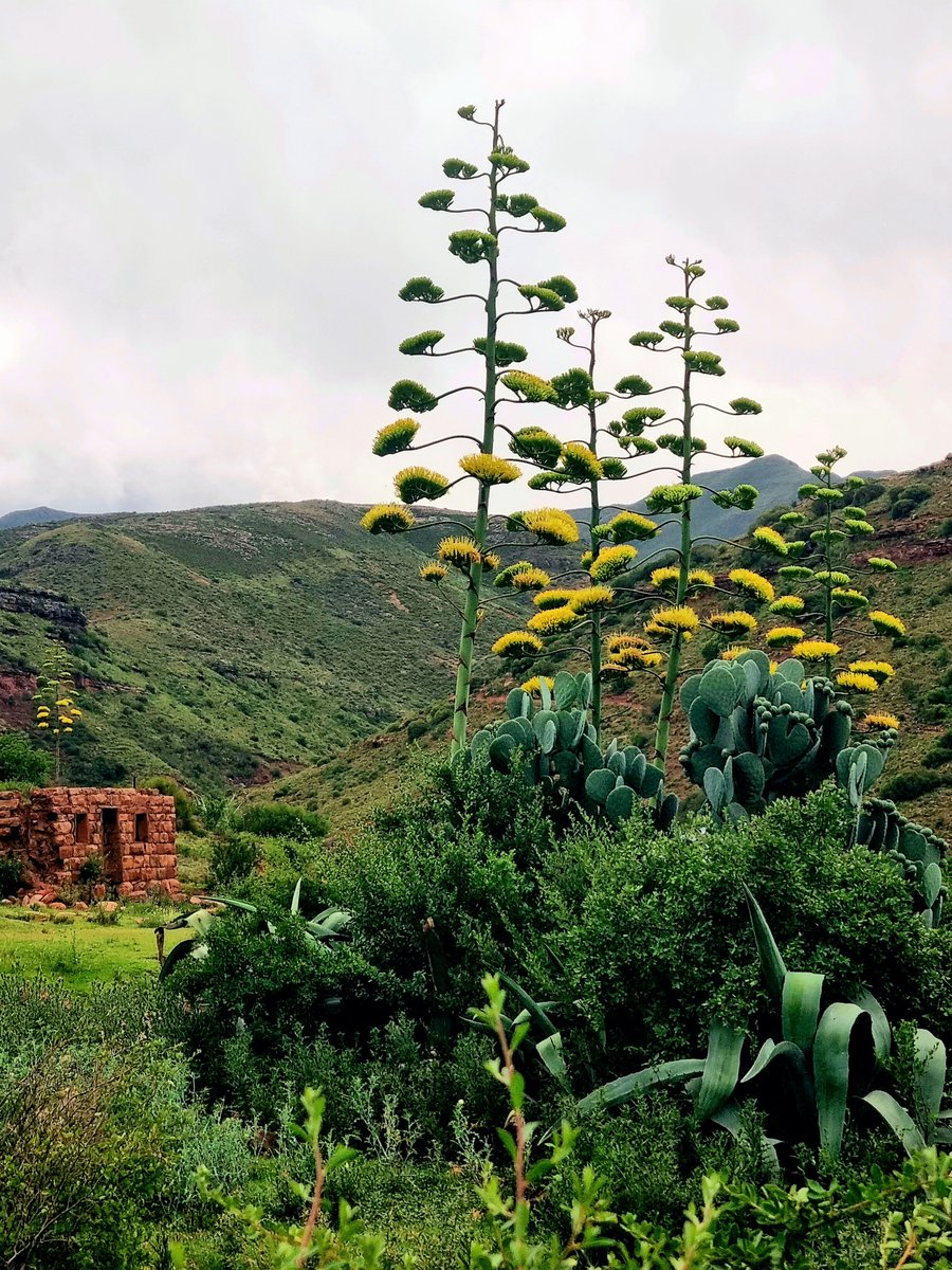 Lesotho.ls tweet media